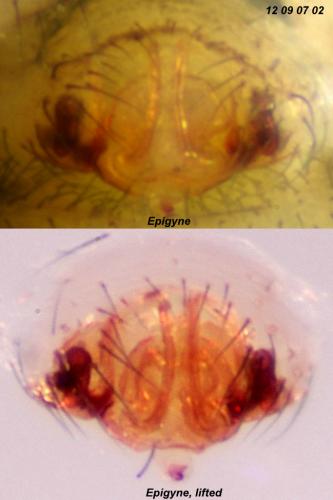 Tenuiphantes tenuis