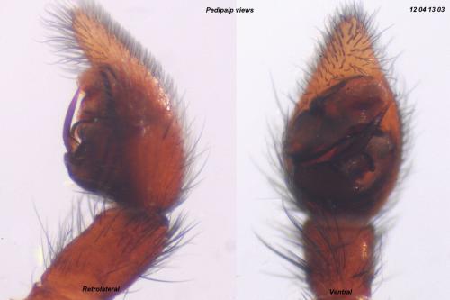 Pardosa pullata