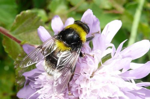 Sericomyia bombiformis