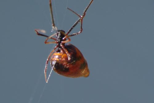 Réf. 91 087 : Argyrodes argyrodes