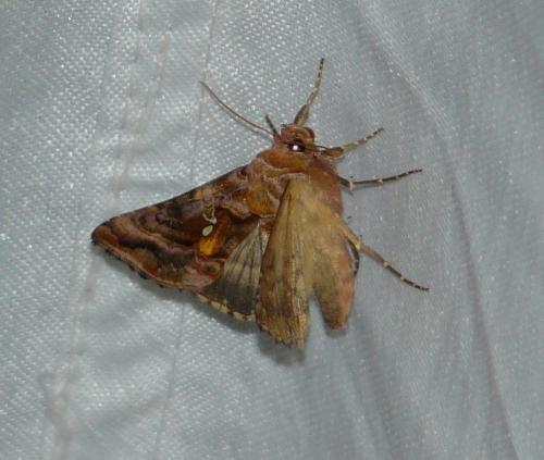 Autographa pulchrina