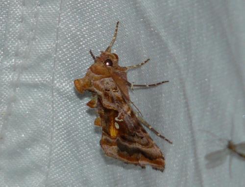 Autographa pulchrina