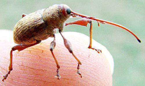 Réf. 91 585 : Curculio elephas