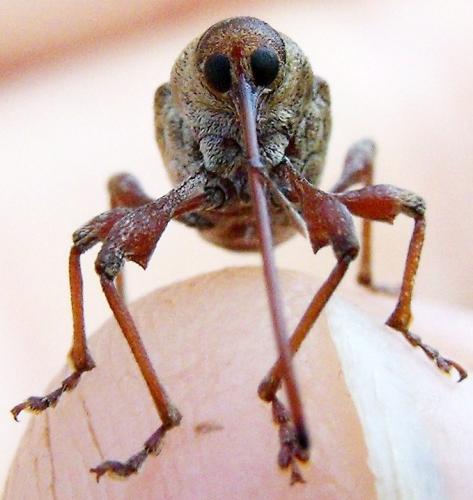 Réf. 91 586 : Curculio elephas