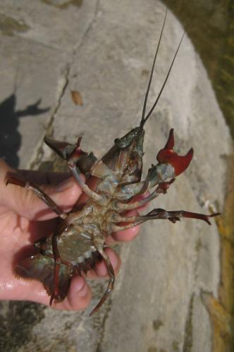 Réf. 91 459 : Pacifastacus leniusculus
