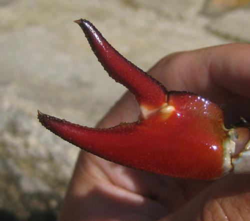 Réf. 91 461 : Pacifastacus leniusculus