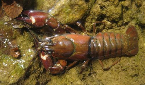 Réf. 91 460 : Pacifastacus leniusculus