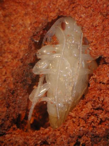 Réf. 91 691 : Acanthocinus griseus