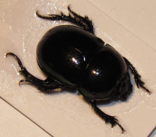Réf. 91 040 : Trypocopris pyrenaeus