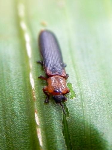 Brontispa longissima