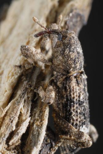 Réf. 91 661 : Camptorhinus simplex