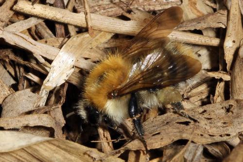 Bombus sp.
