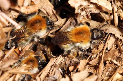 Bombus pascuorum