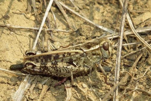 Calliptamus sp.