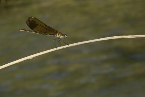 Calopteryx haemorrhoidalis