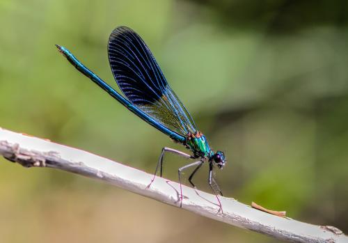 Calopteryx splendens