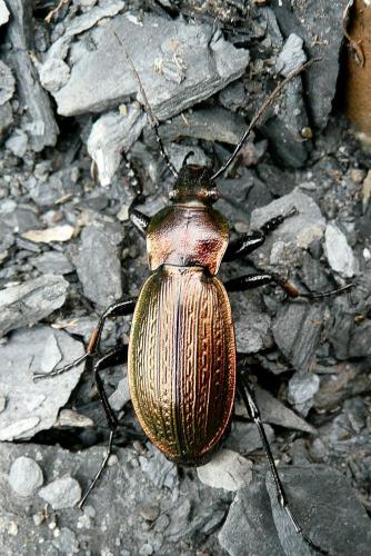 Carabus monilis