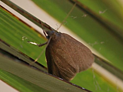 Cathayia insularum