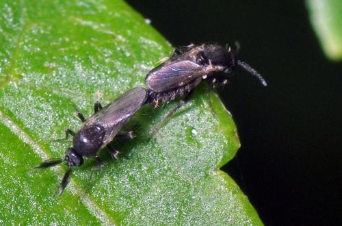 Forcipomyia sp.