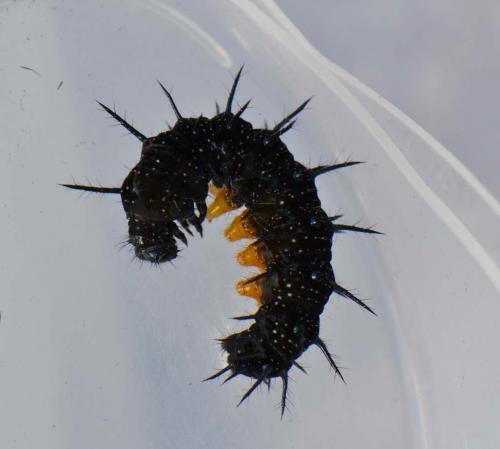 Aglais io
