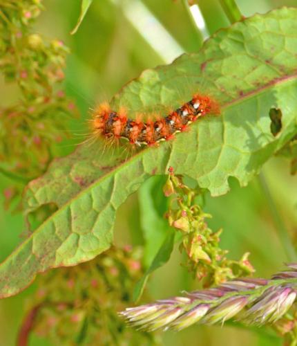 Acronicta rumicis