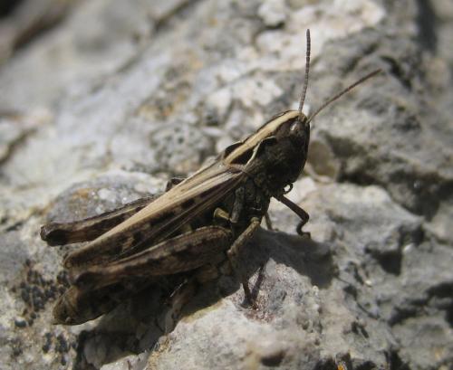 Omocestus sp.