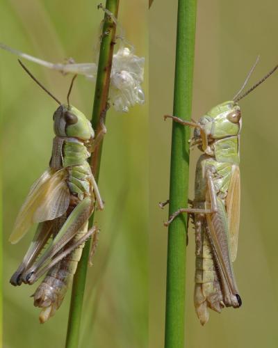 Réf. 91 454 : Pseudochorthippus montanus montanus