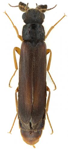 Elateroides dermestoides