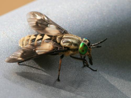 Réf. 91 547 : Chrysops relictus