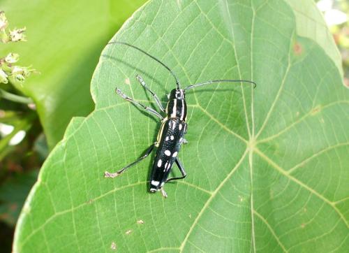 Glenea elegans