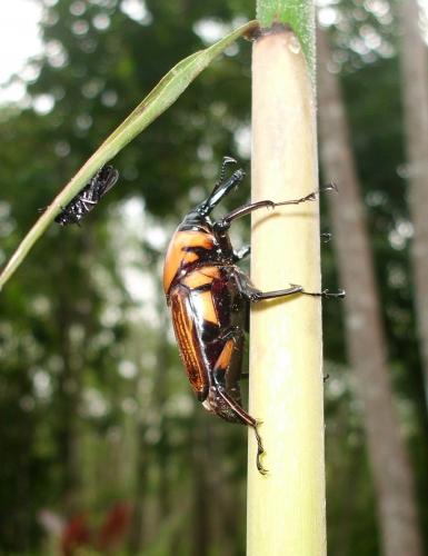 Cyrtotrachelus longimanus