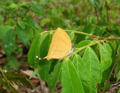 Loxura sp.