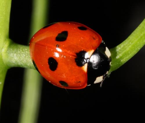 Coccinella septempunctata