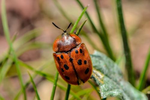 Réf. 91 715 : Cassida sp.