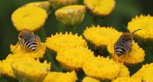 Colletes (fodiens-similis)