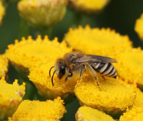 Réf. 91 158 : Colletes (fodiens-similis)