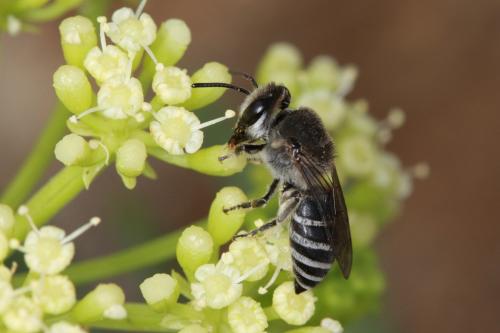 Réf. 91 411 : Colletes sp.