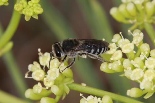 Colletes sp.
