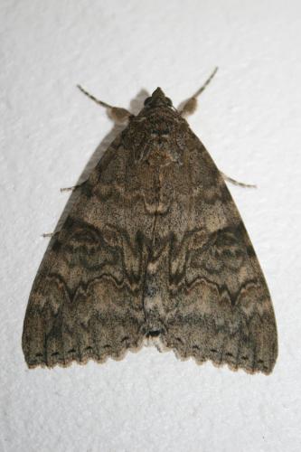 Réf. 91 157 : Catocala nupta