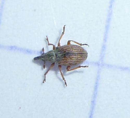 Malvapion malvae