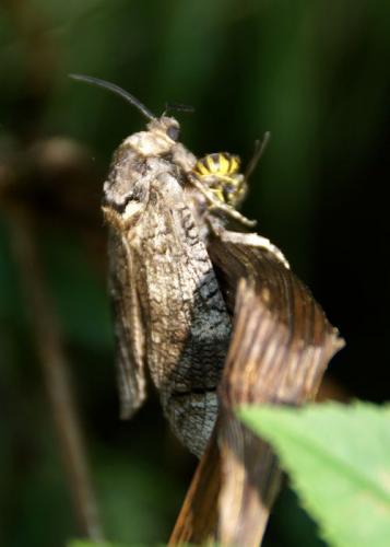 Réf. 91 247 : Cossus cossus