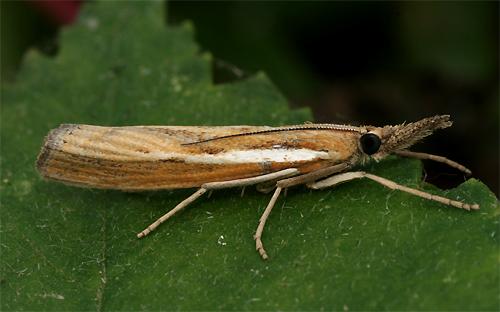 Réf. 91 302 : Agriphila tristella