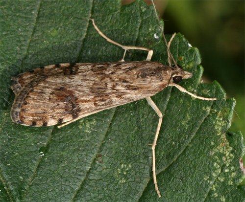 Nomophila noctuella