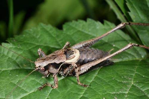 Réf. 91 747 : Pholidoptera griseoaptera