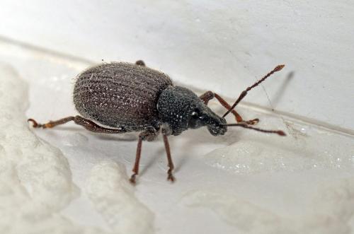 Otiorhynchus rugosostriatus