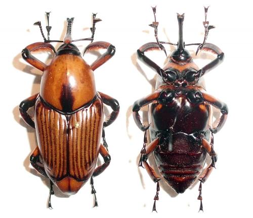 Cyrtotrachelus longimanus