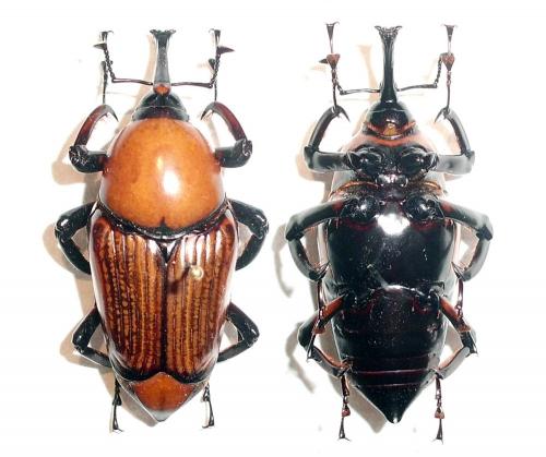 Cyrtotrachelus longimanus