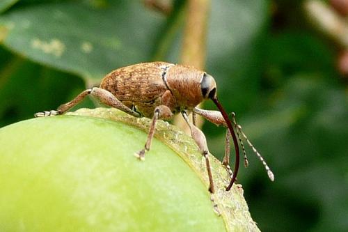 Réf. 91 399 : Curculio glandium
