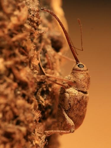 Réf. 91 492 : Curculio elephas