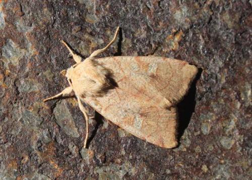 Enargia paleacea